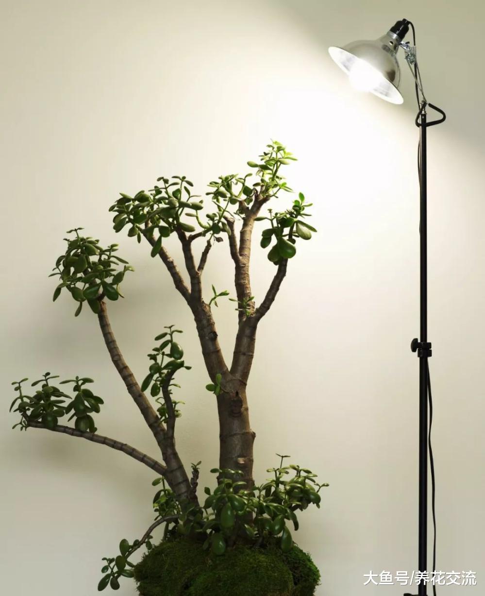 玉树叶子发黄不要怕, 根茎烂了这样处理很快能恢复生长