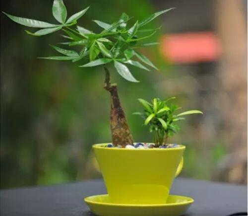 夏天怎么可以没有这些植物的陪伴? 清凉一下绝不能少了它们!