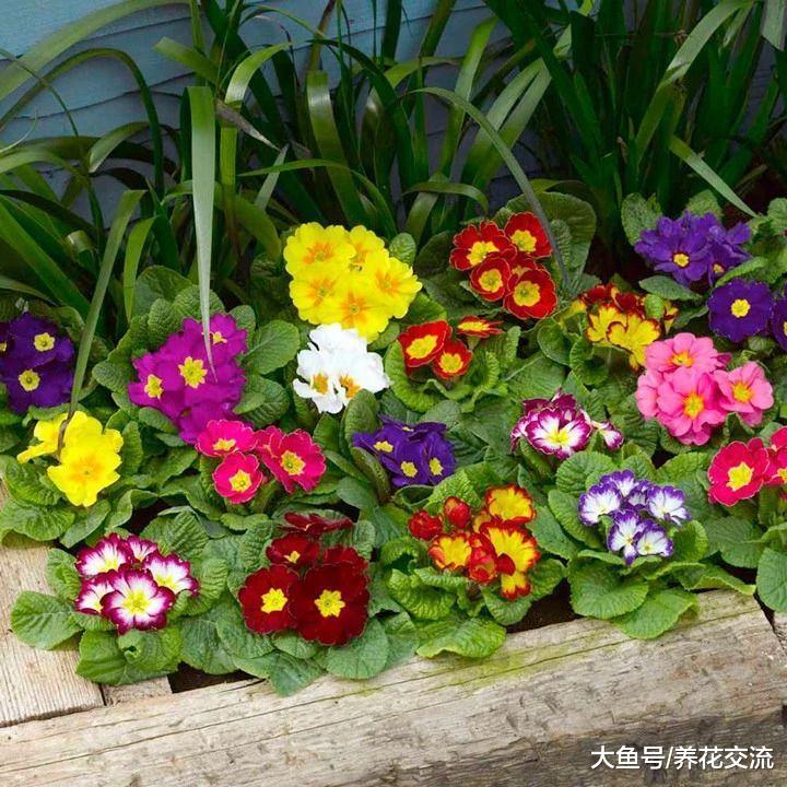 适合种在树荫下的报春花, 为啥养了几年不开花?