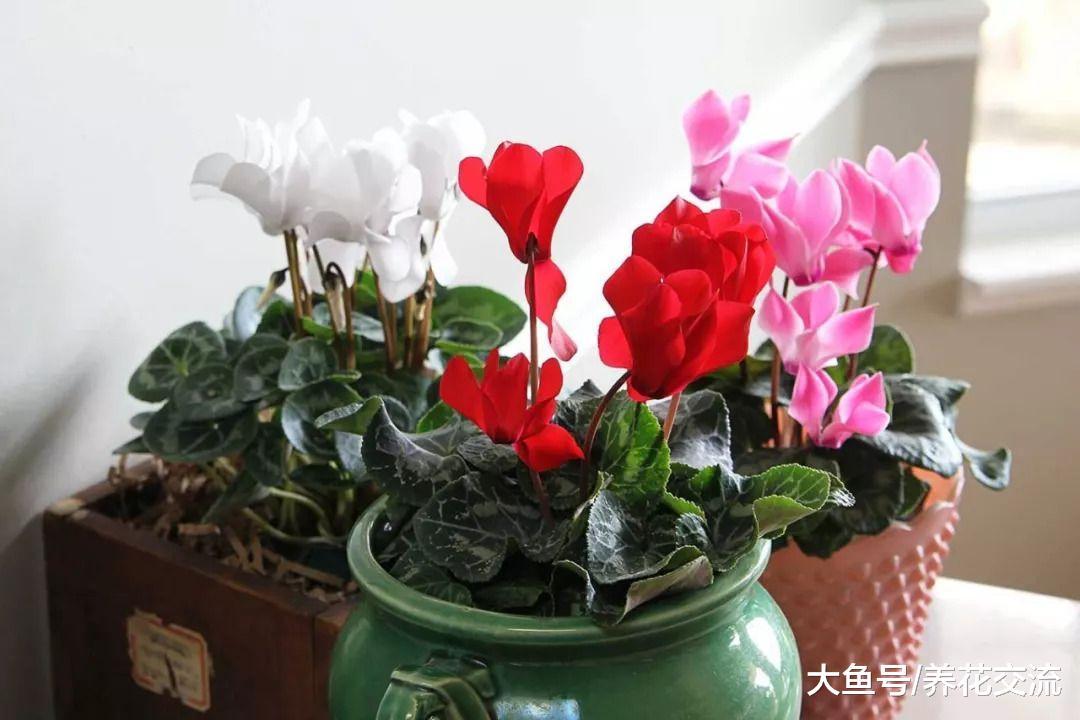 仙客来总是烂根黄叶, 挖起来看看才知道养错方法了