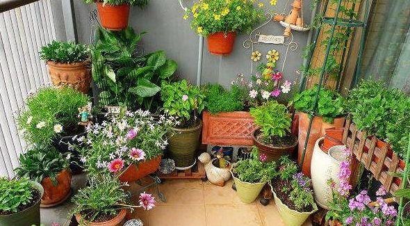 “高价花”不用费钱买, 枝条插土里, 想养几盆都可以!