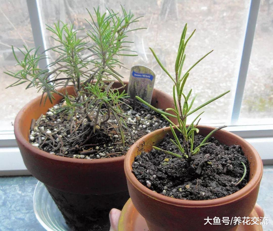 这7种带有迷人清香的开花植物, 养在室内也能开花灿烂