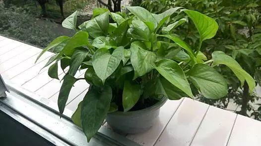 室内养殖植物注意到这些地方, 植物常绿不招虫、不黄叶!