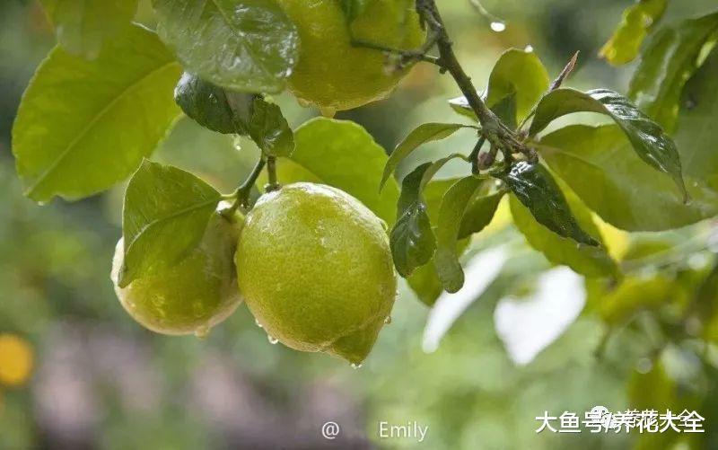 在家种一棵柠檬树, 好看又好养, 结的果子吃不完!