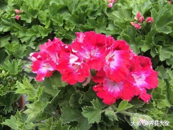 50种天竺葵, 花色艳丽, 你又见过几种?