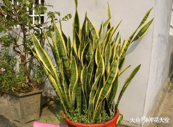 虎皮兰幸福树叶子又打卷? 只需3步, 立马直挺绿油油!