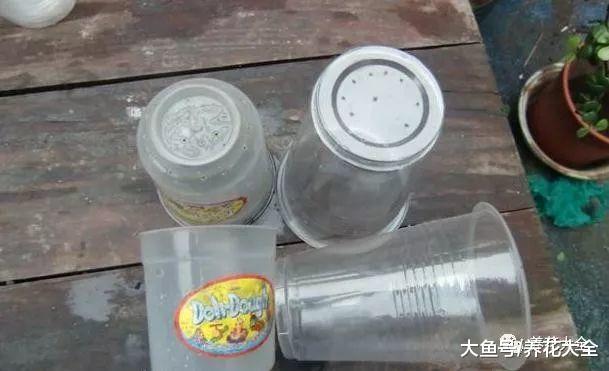 蚊子最怕这8种花, 随便养1盆, 蚊香花露水全省了!