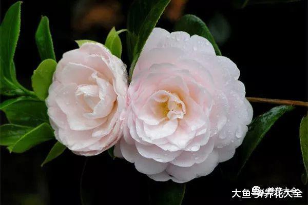 这4种花最难养, 夏天就是鬼门关, 注意这几点就能安全避开!