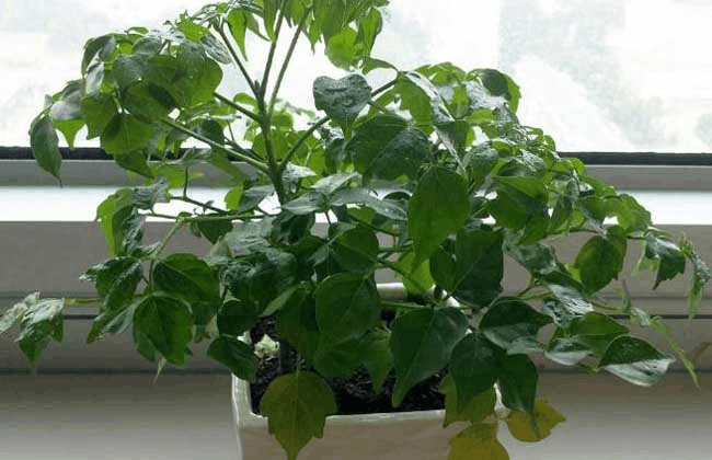 幸福树养的“蔫蔫”的, 别怕, 这样浇水就能好!