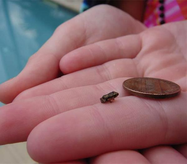 直击世界上最小蛙类, 一出生就成型, 一生不需与水体为伴