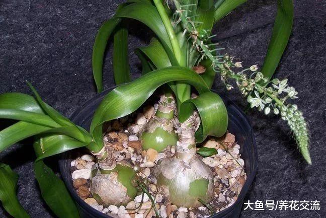 容易被误认为是大蒜的海葱盆栽, 养在窗台边还能开精致的花朵