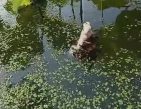 男子向水塘里扔了一块猪油, 5分钟后捞起来, 下一幕大家纷纷闭嘴