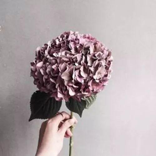 都说观花, 没有绿叶怎能衬花? 这些被花掩盖的叶子也是相当美!