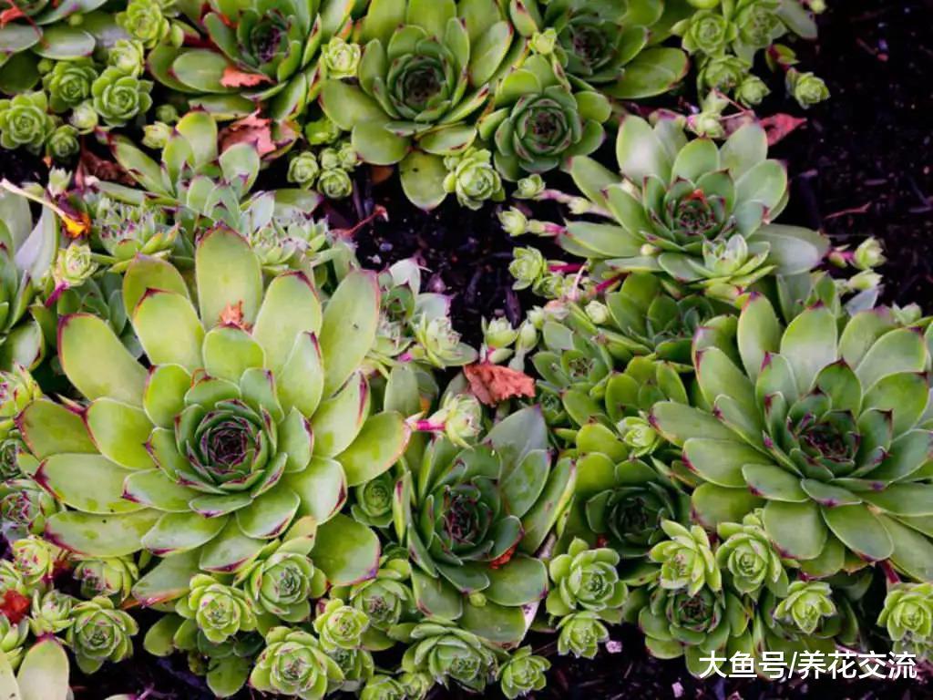 观音莲如何快速繁殖一整个阳台, 用这种方法在夏天也能生长旺盛