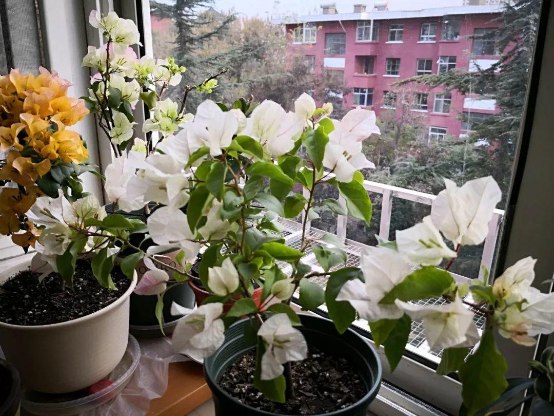 大雪天, 她家的花呼呼全开了, 屋里屋外两个世界!