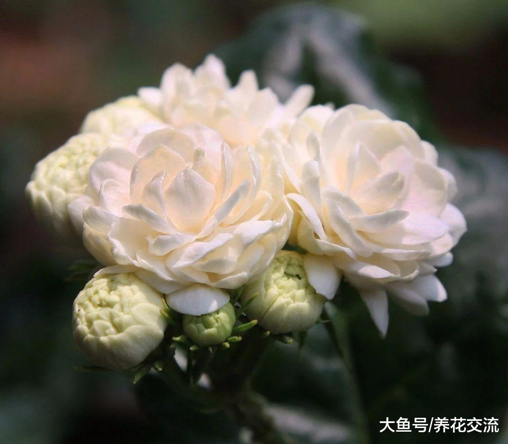 四五月开花非常旺盛的开花小灌木, 种在院子旁边最适合