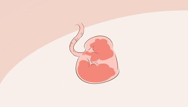 妈妈们生完孩子后的胎盘去哪里了? 看完这些回答我吃惊不已