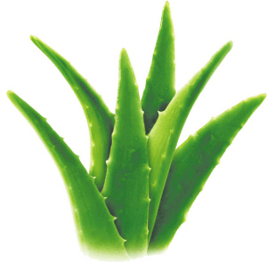 “懒人”养花有福利了, 这5种花, 浇水越“少”越茂盛!