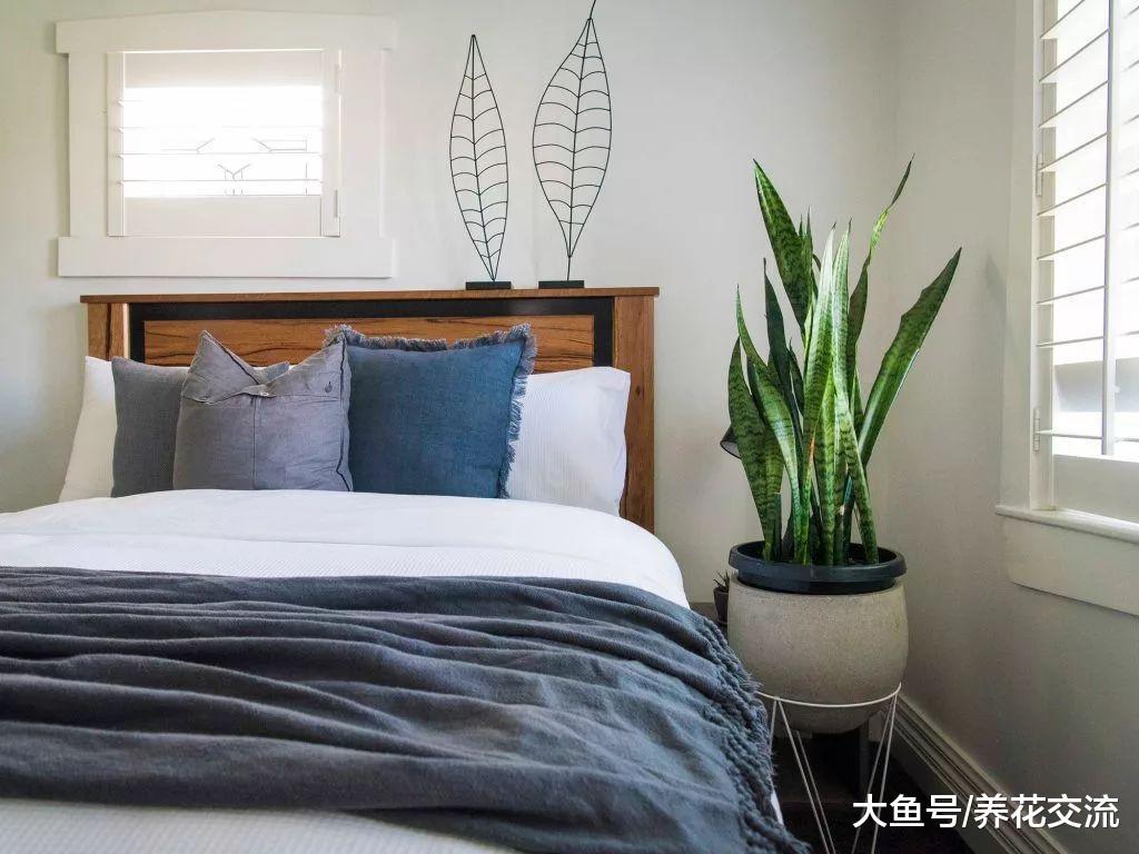 卧室适合养什么植物, 哪些植物在晚上也能释放氧气?