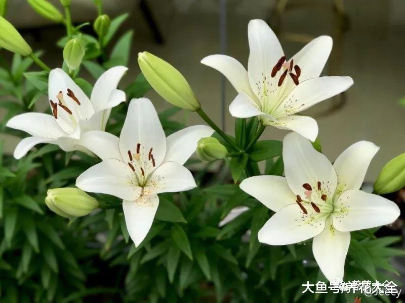 1个球开30朵花, 这些百合品种见都没见过!