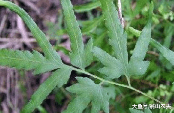 农村有一种野草, 能治黄蜂蜇伤, 还可治感冒发热, 遇到了请珍惜
