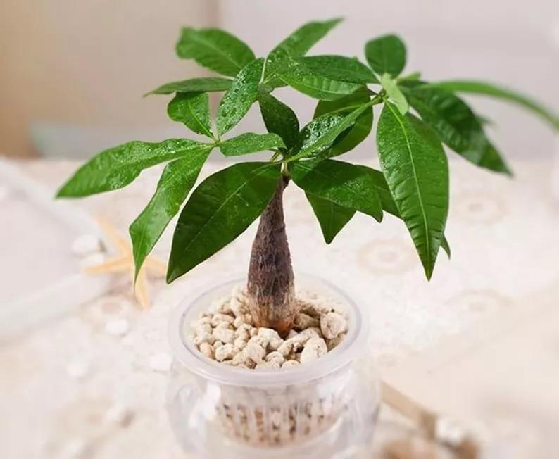 这10种花别乱浇水, 水浇的越多死的越快!