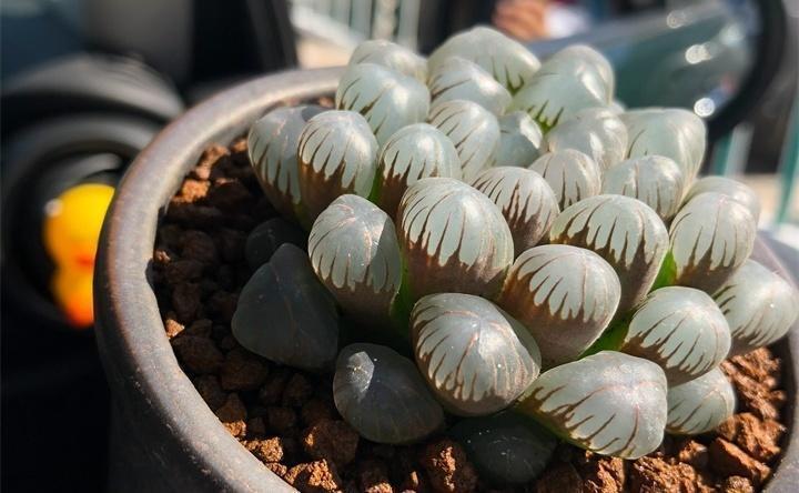 这6种多肉, 给点光就能长, 不怕养不活!