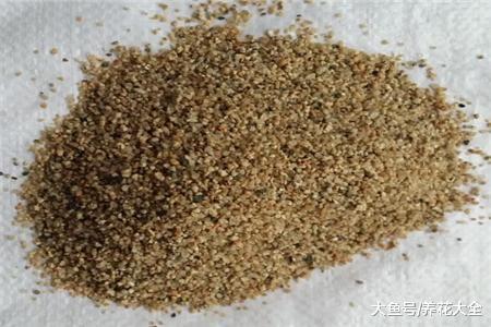 发财树的扦插方法, 学会了这几点, 再也不用担心了