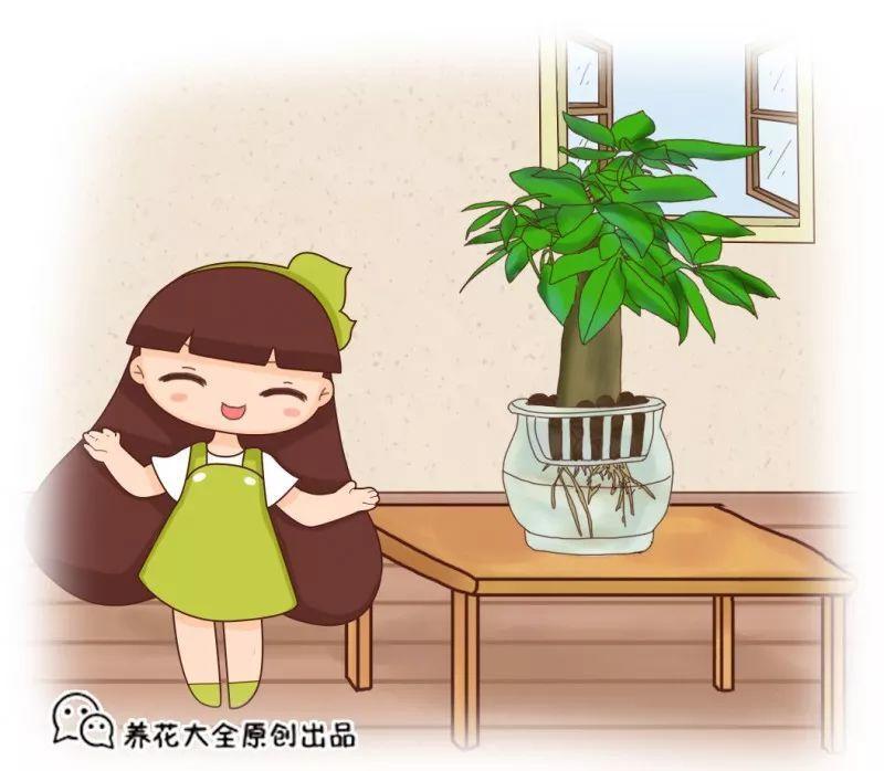 水里丢点料, 花根壮的像打药, 黄叶蚊虫全没了!