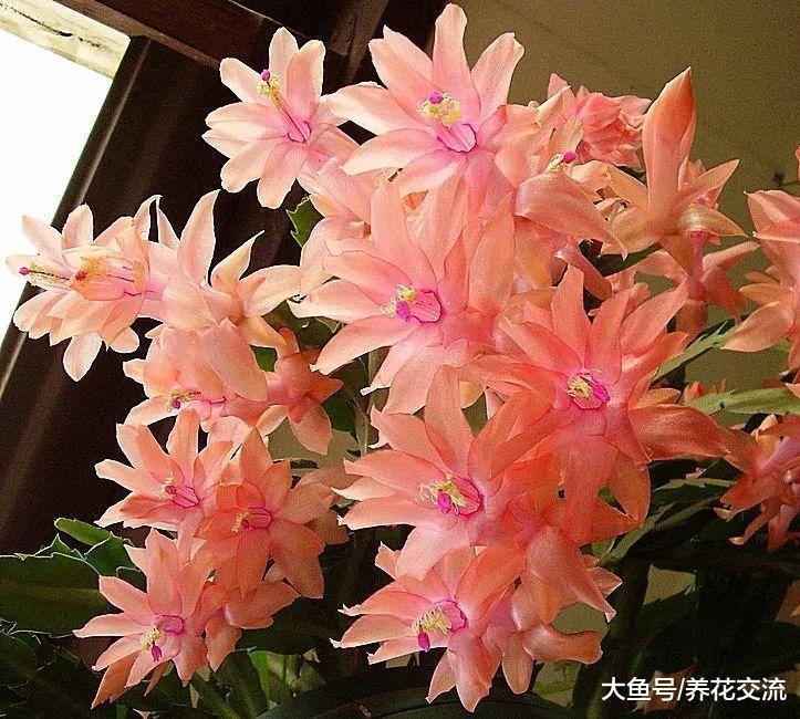 这些植物养在室内能够很好净化空气, 去除家里的有害毒素