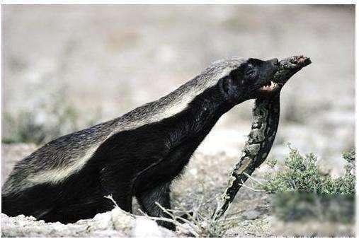 这个小个头的动物和狮子平起平坐, 厉害了!