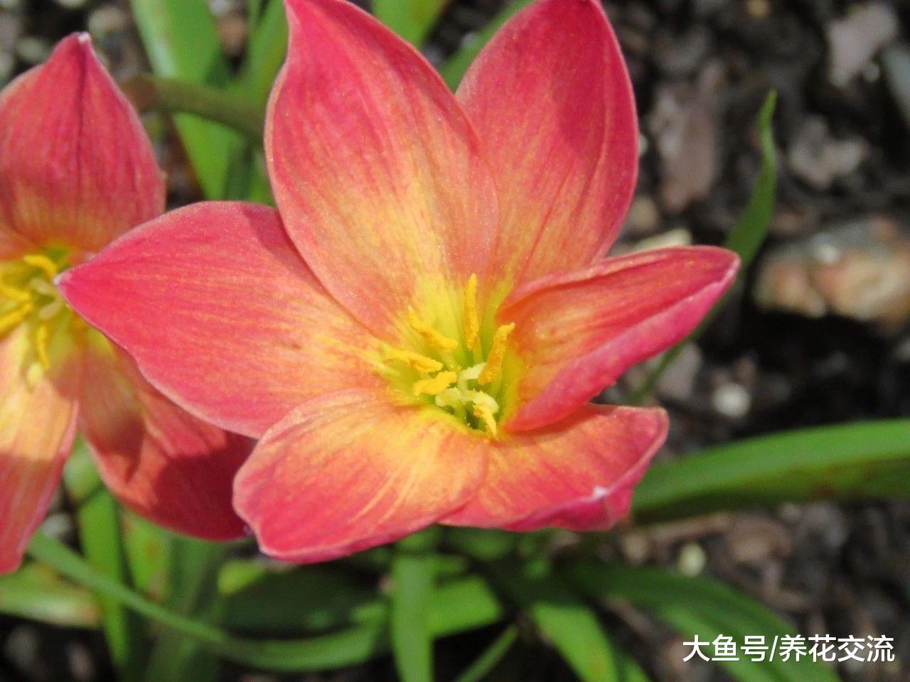 只要有风雨就特别容易开花的一种植物, 适合养有散射光的阳台上