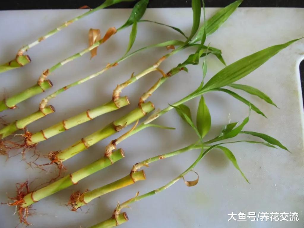 9种适合在秋季进行繁殖的植物, 都是室内常见的绿植