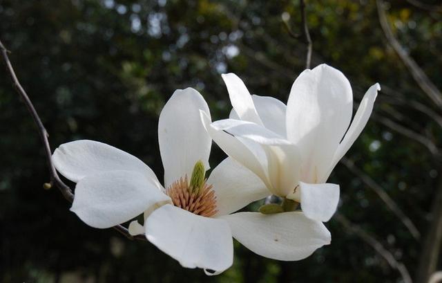 红花不配绿叶, 这些开花不长叶的树木, 太漂亮了!
