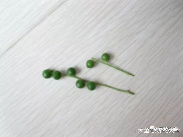 多肉扦插的时候, 在盆里加点这个, 1周就能生根!