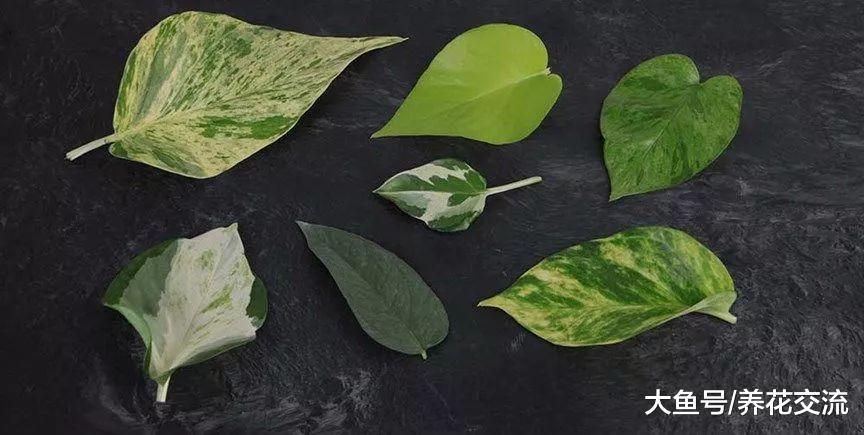 最寻常的盆栽绿萝, 没想到也有这么多的品种, 你更喜欢哪一种呢?