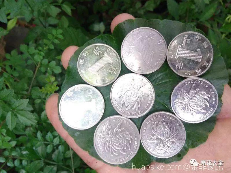 他家的铜钱草, 叶子比8个硬币还大, 每年丢掉几十斤!