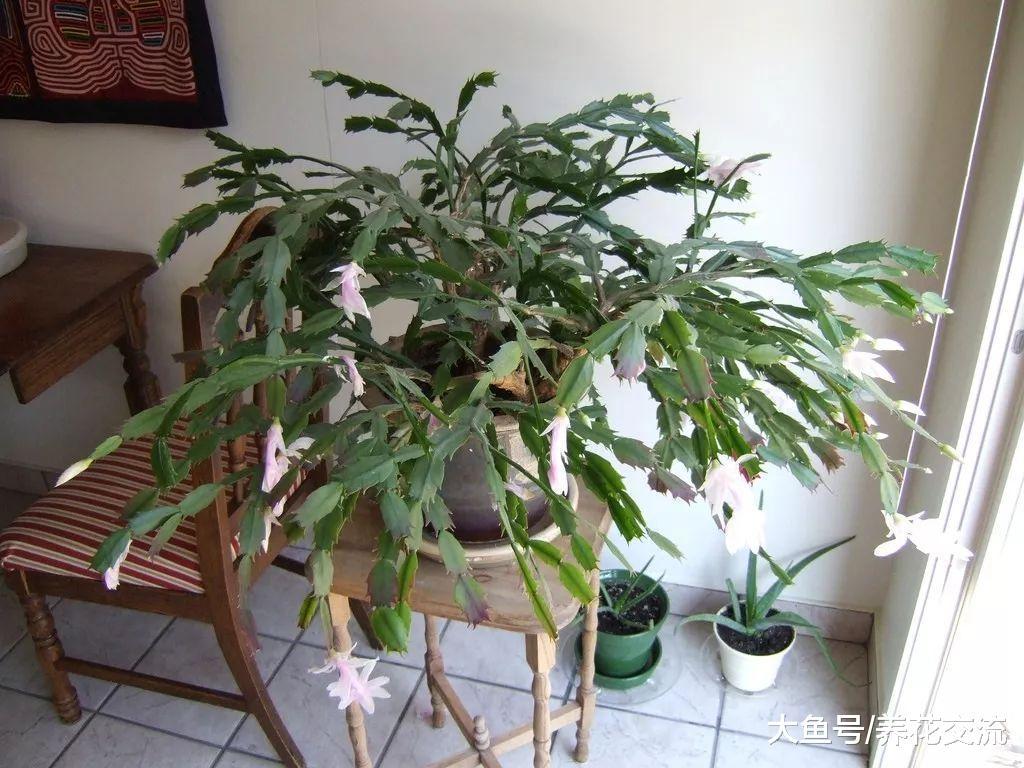 夏天正在开花的蟹爪兰你敢买么? 秋冬季节有什么需要注意的?