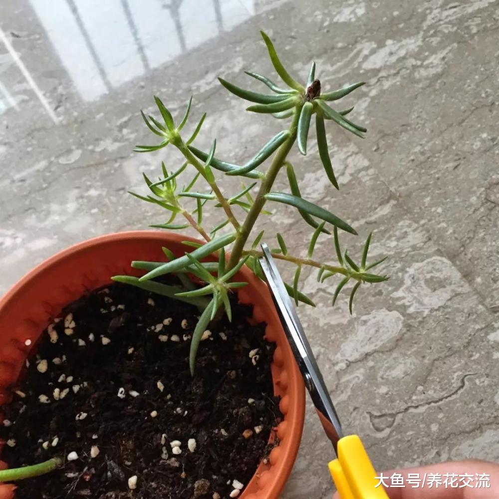 花朵长得像牡丹一般的四季开花植物, 还有比它更好养的植物么