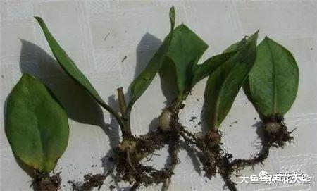 弄掉的叶子别扔, 简单一处理, 一盆变多盆!