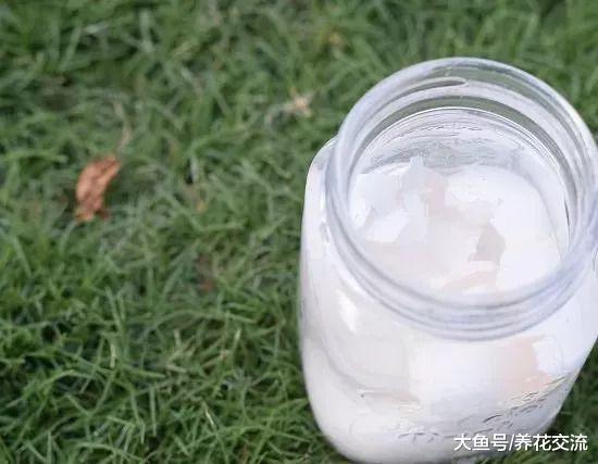 可以给植物补充钙和钾元素的鸡蛋壳, 使用方法特别简单