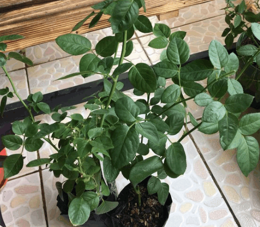 夏天过后, 月季这样处理, 开的花比春天还要好看!