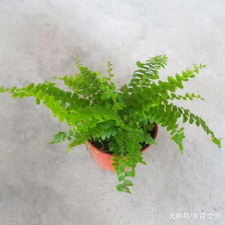室内常见的几种植物的浇水方法, 怎么养护才最好看呢?