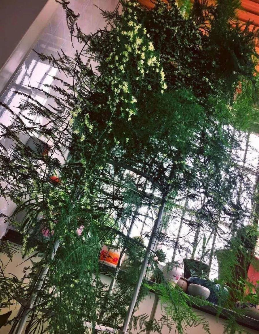 细菌最怕这种花, 养1盆杀菌消毒, 空气清新少生病!