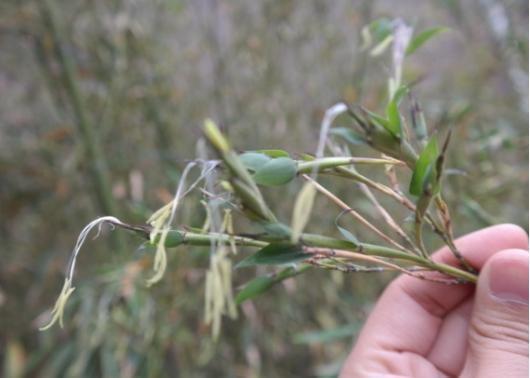 农村男子种了几亩竹子, 一天上山发现全部开满了花, 顿时崩溃大哭