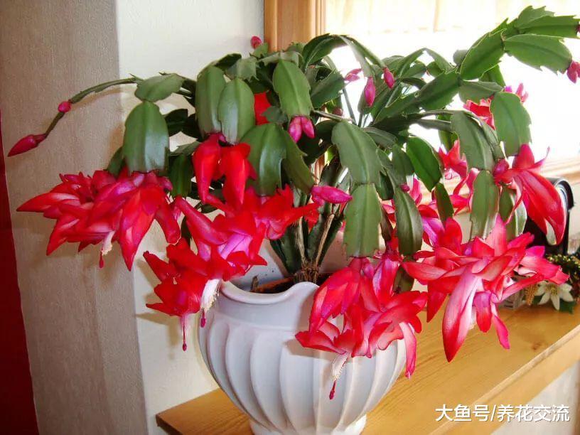 这10种花卉都是在冬春时节盛放, 不怕天气冷了没花看