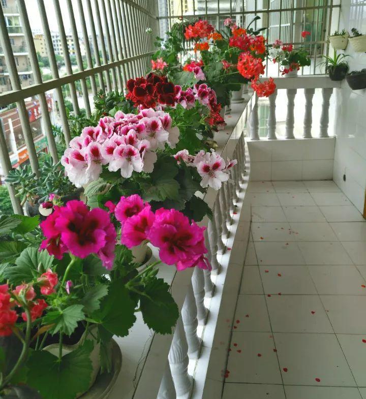 巴掌大的防盗窗, 养上这6种开花机器, 一年都有花看!