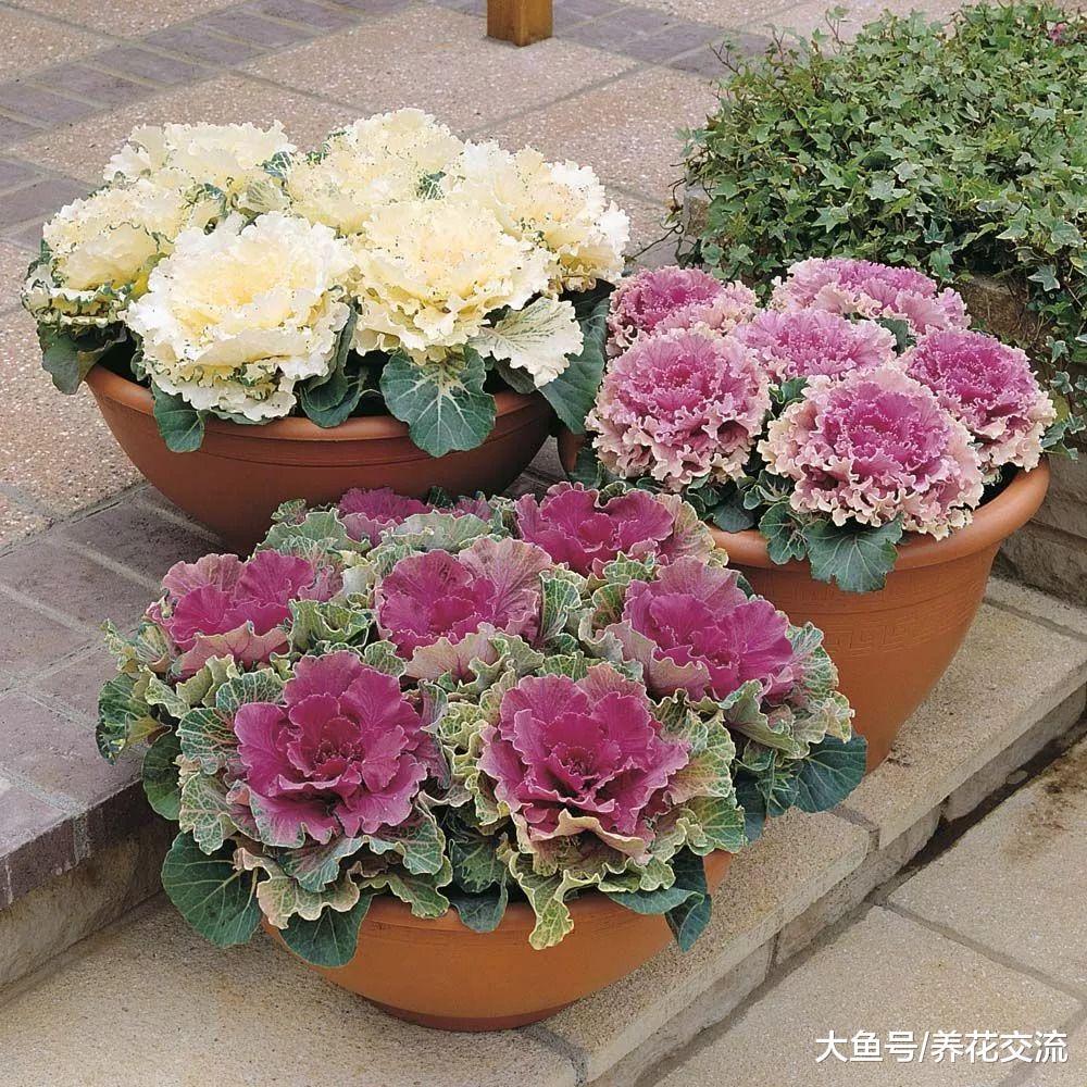 极其耐寒的羽衣甘蓝, 味道不好但比平常的花朵还好看