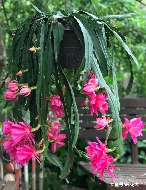 又把花养死了? 那就试试这20种, 不用打理都能活!