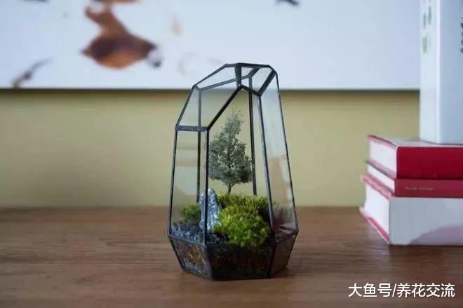 屋檐下的苔藓不要都清理掉, 挖回家放在玻璃瓶里就能变成盆景